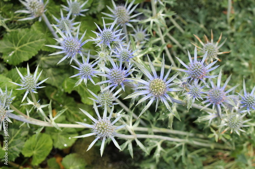 Blue "Mediterranean Sea Holly" plant in Innsbruck, Austria. Its scientific name is Eryngium Bourgatii, native to Pyrenees and Morocco.