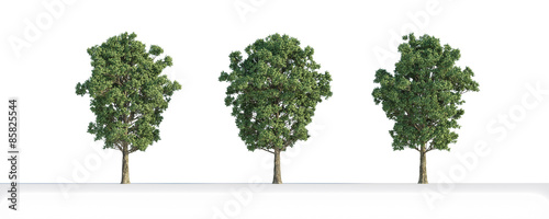 Quercus  tree 3D isolated