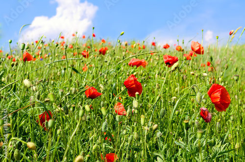 field with poppies