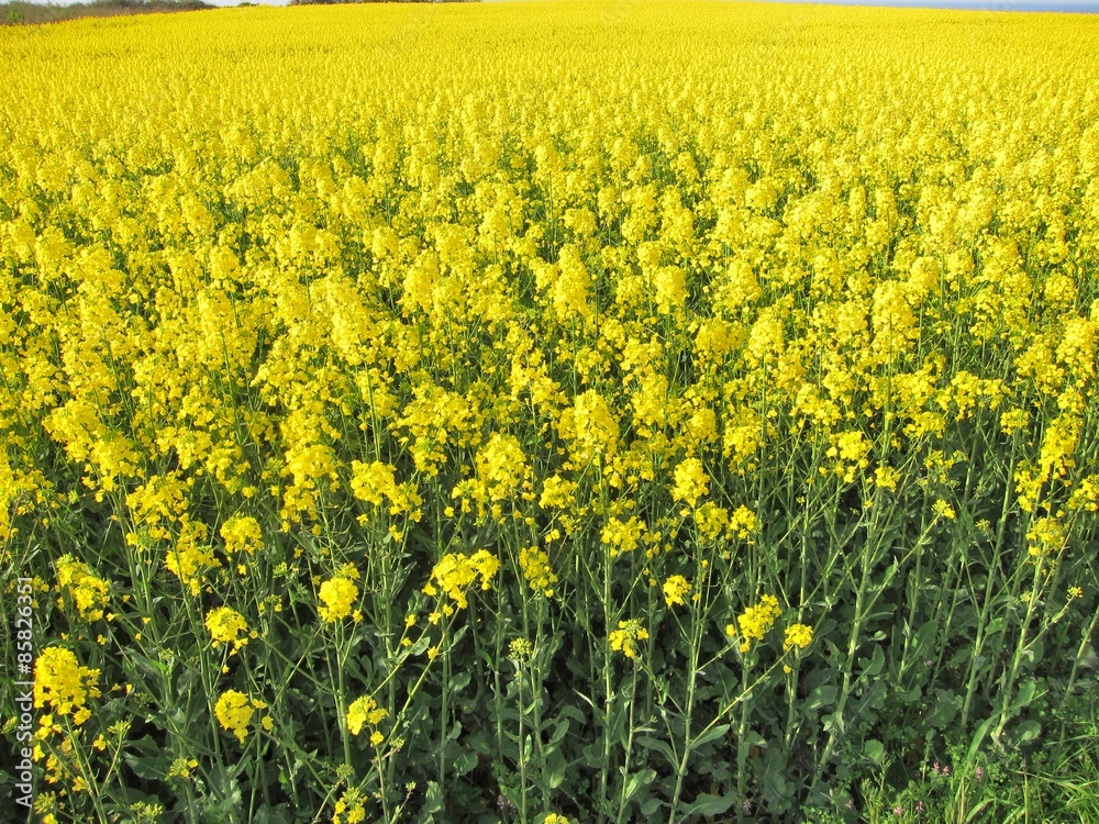 Flower of rape Flower of rape
