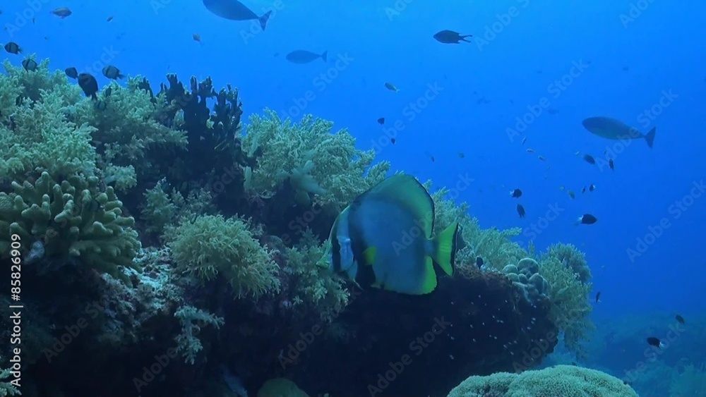Pinnate Spadefish on a coral reef Pinnate Spadefish on a coral reef