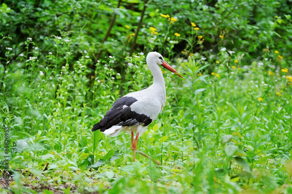 Naklejka premium White stork