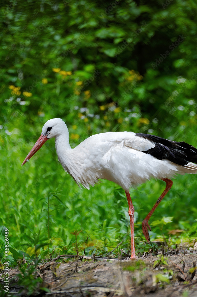 White stork White stork