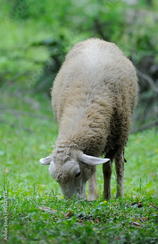 Sheep standing in green field