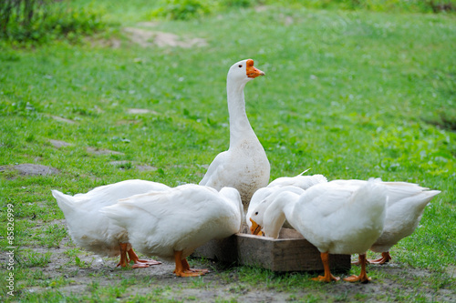 White Domestic goose