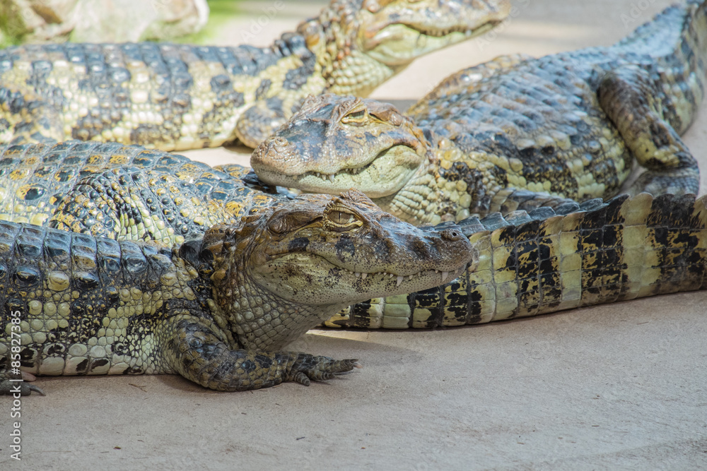 Obraz premium Krokodil