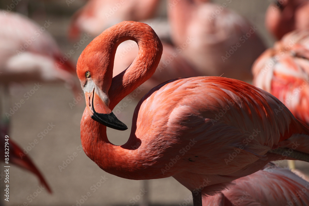 Fototapeta premium Caribbean flamingo (Phoenicopterus ruber)