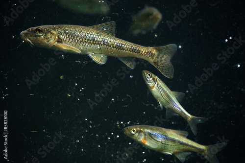 Gudgeon (Gobio gobio) and spirlin (Alburnoides bipunctatus).