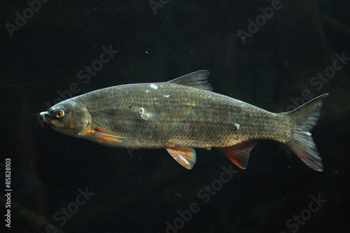 Common nase (Chondrostoma nasus) photo