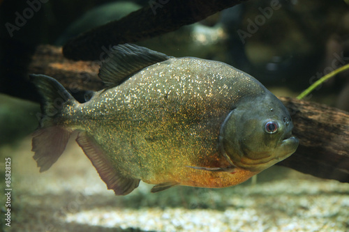 Red-bellied piranha (Pygocentrus nattereri)