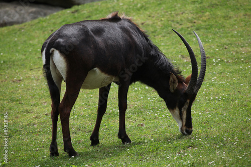 Sable antelope  Hippotragus niger 