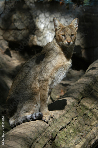 Jungle cat (Felis chaus)..