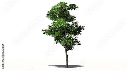 orange tree - isolated on white background