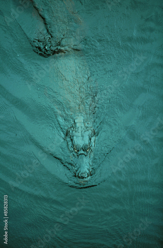Crocodile in pantanal