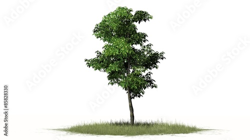 orange tree - isolated on white background