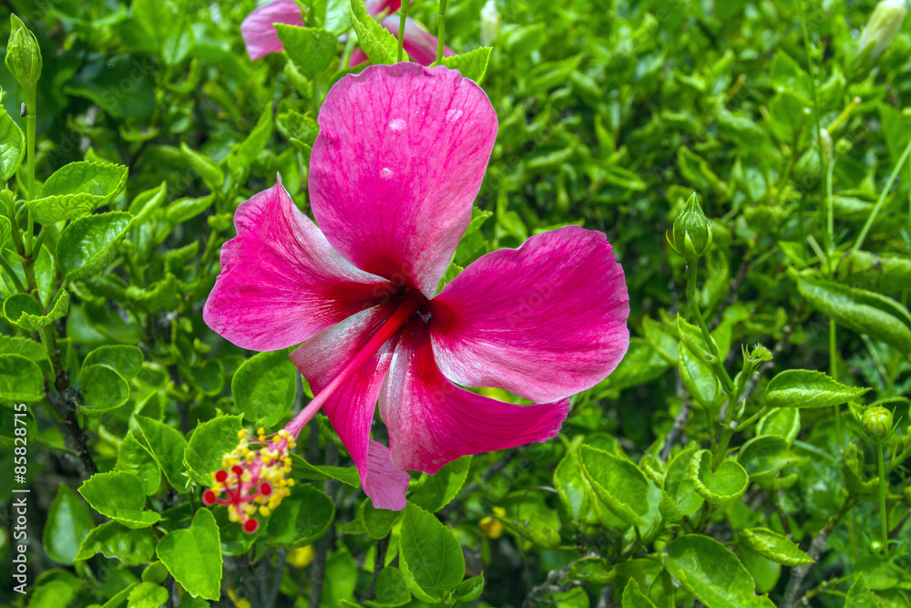 close up Hibiscus flower or Hibiscus syriacus flower close up Hibiscus flower or Hibiscus syriacus flower