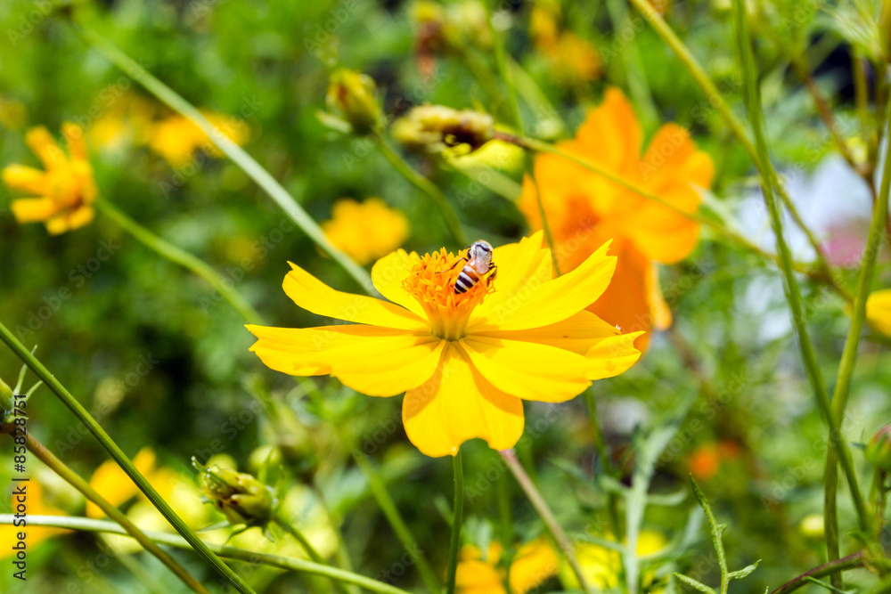 Close up Sulfur Cosmos or Yellow Cosmos flower with bee in the garden Close up Sulfur Cosmos or Yellow Cosmos flower with bee in the garden