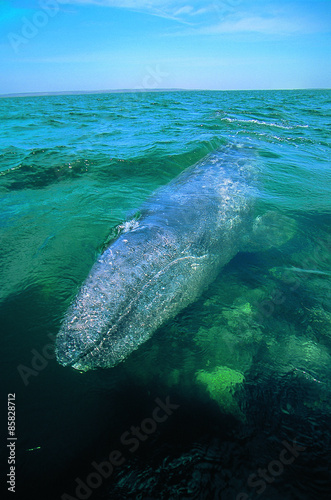 Whale in Mexico