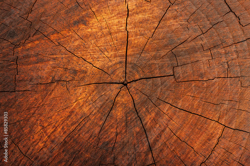 Wood Cross-section Texture