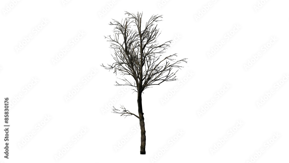 Obraz premium orange tree winter - isolated on white background