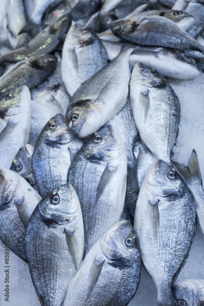 fish shop fish shop