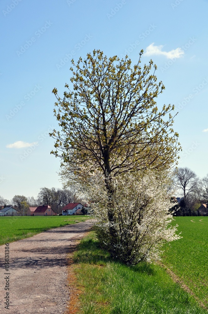 Obraz premium Kirschblüte am Jakobsweg bei Lampertswalde
