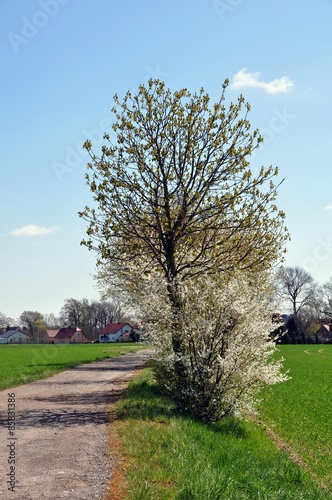 Kirschblüte am Jakobsweg bei Lampertswalde photo