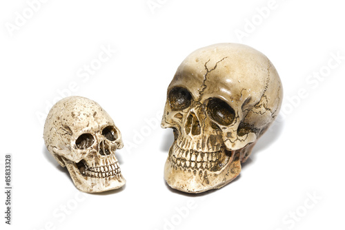 Skull model on a white background