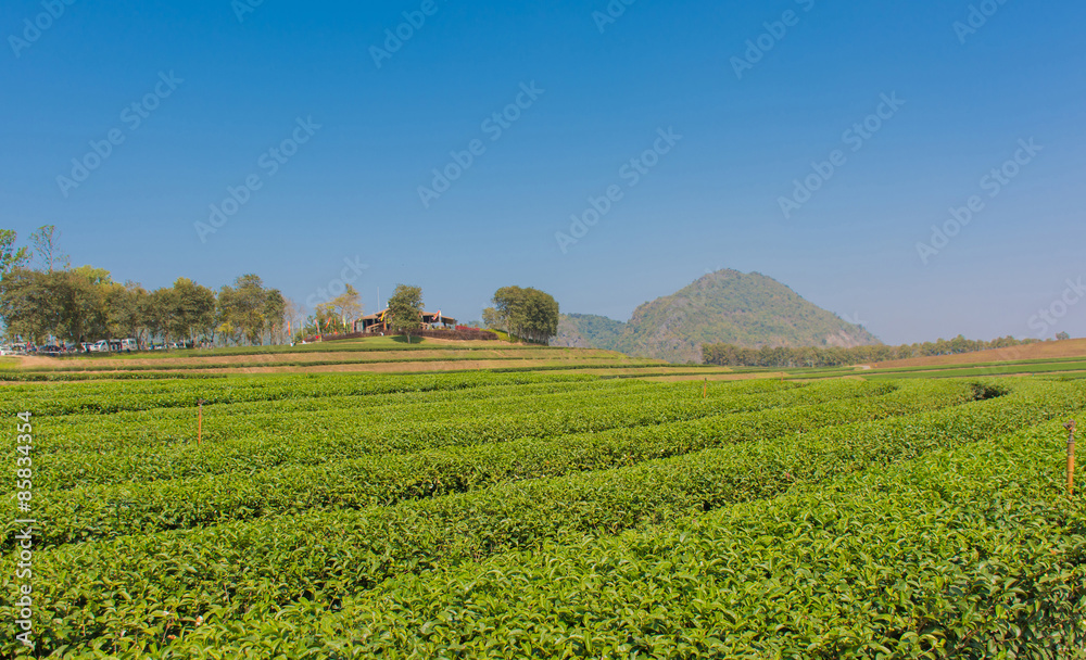 Tea plantation in farm Tea plantation in farm