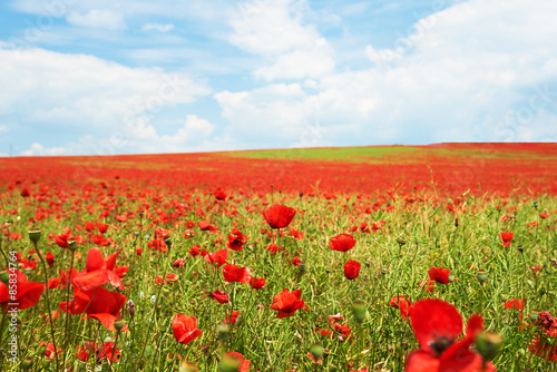 Landscape of poppies field of red flowers in Bulgaria