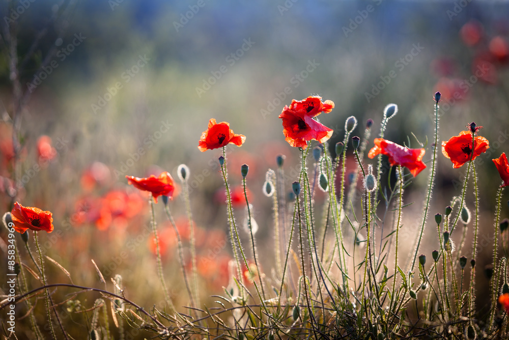 Obraz premium Mohn im Feld