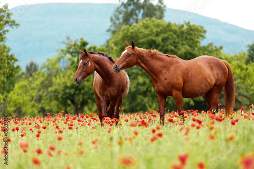 Fototapeta Naklejka Na Ścianę i Meble -  2 Fuchsstuten im Klatschmohn