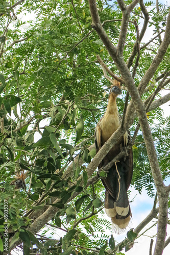 Hoatzin Bird photo