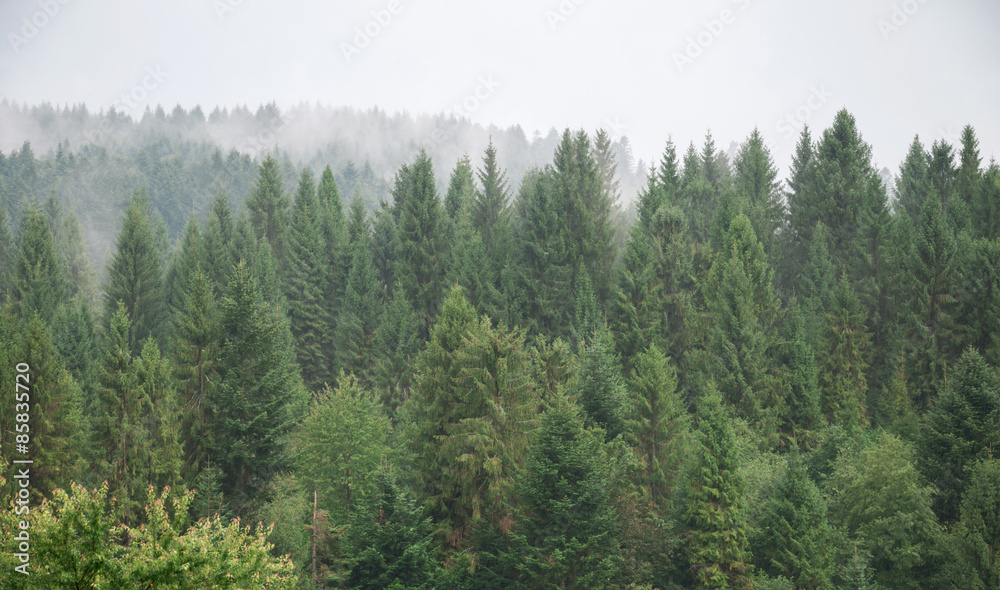 Fototapeta premium Mist covering the pine trees in mountains