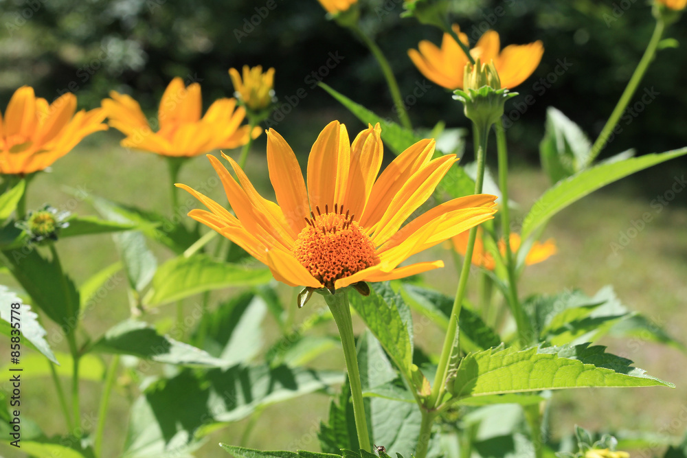 flowers flowers