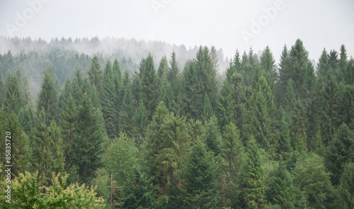 Mist covering the pine trees in mountains