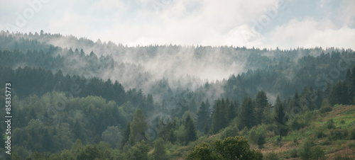 Photo Mist covering the pine trees in mountains