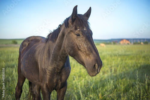 brown horse in a green meadow close © stockartstudio