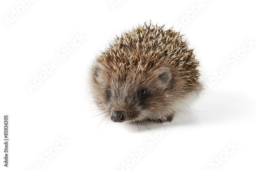 Cute baby hedgehog isolated in front of white background.