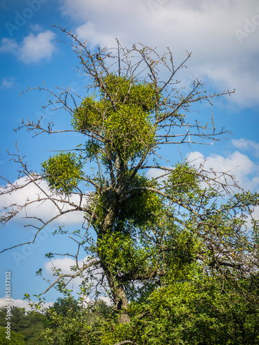 Misteln auf Baum photo