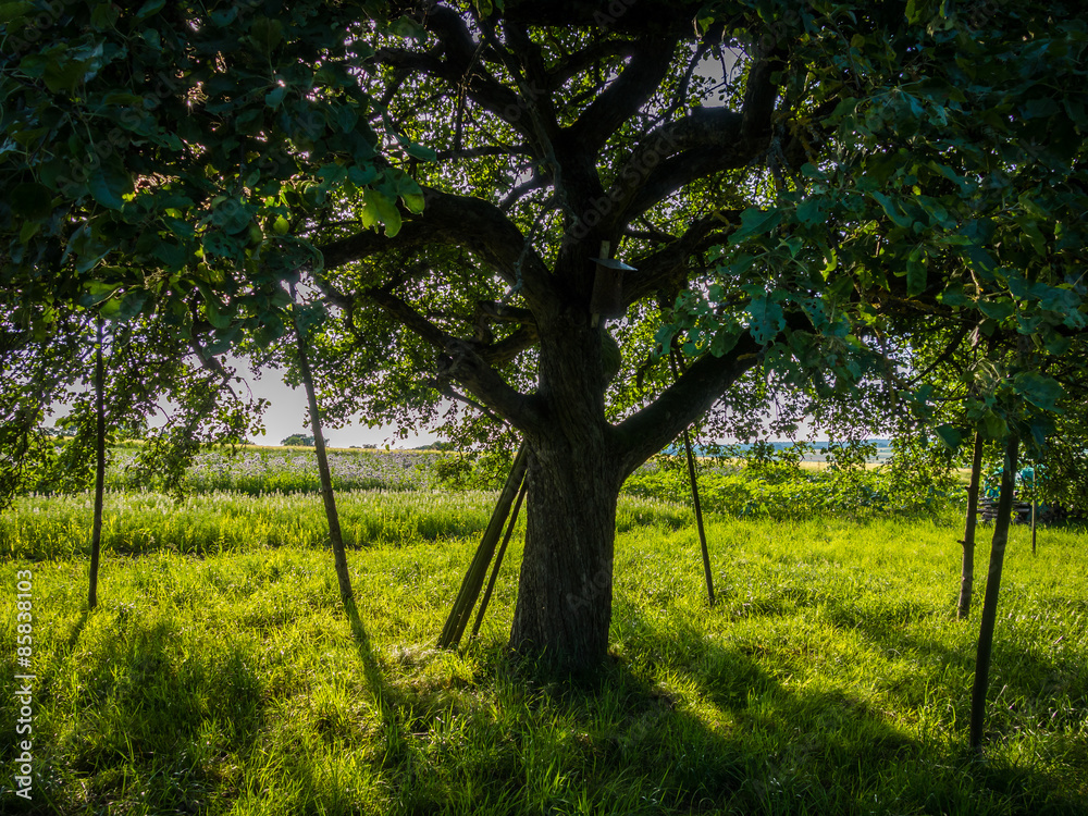 Baum bricht zusammen