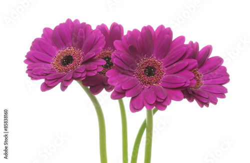 Fototapeta Naklejka Na Ścianę i Meble -  ガーベラ