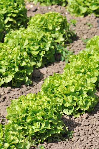 Belles salades laitues dans un jardin potager