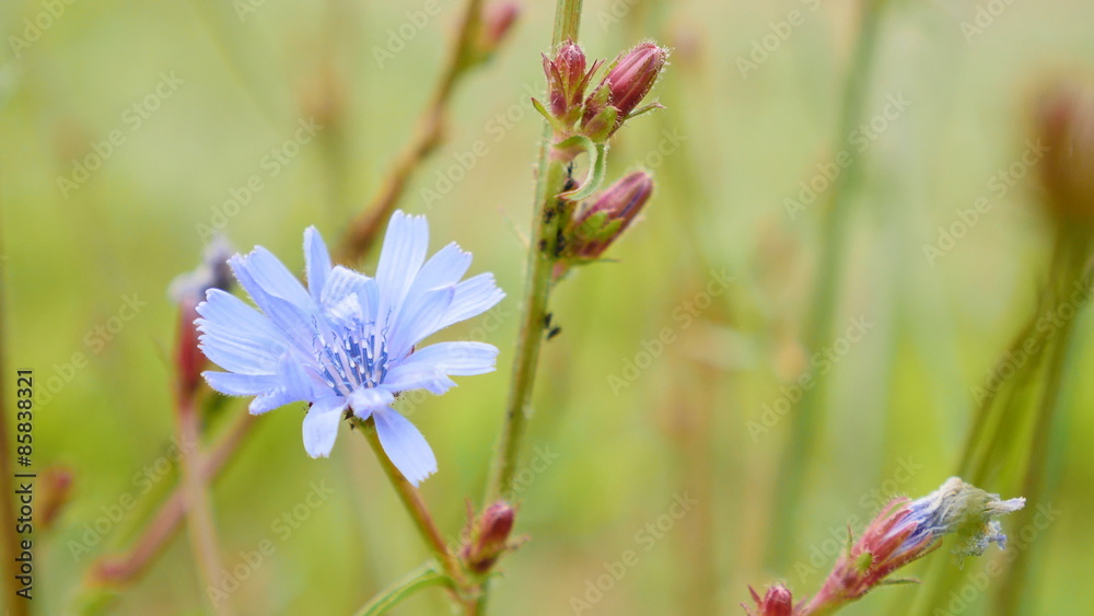 Blue flower blooming in the meadow, small depth of field Blue flower blooming in the meadow, small depth of field