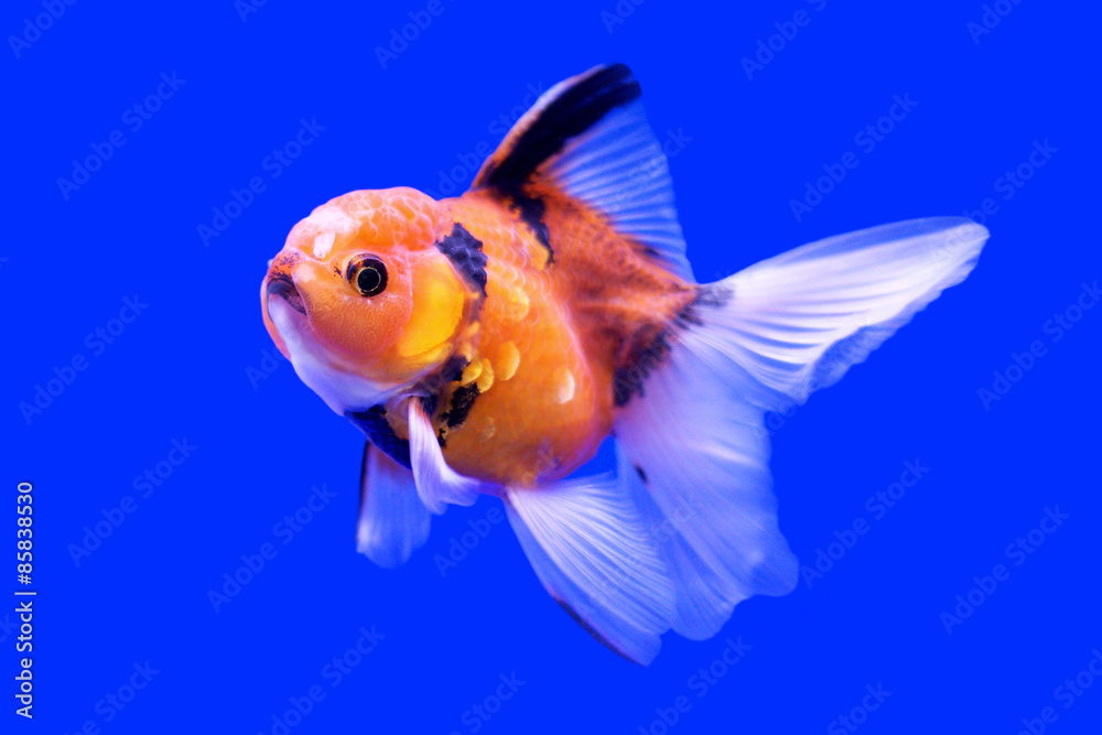 beautiful ranchu or lion head goldfish