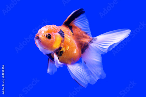 beautiful ranchu or lion head goldfish