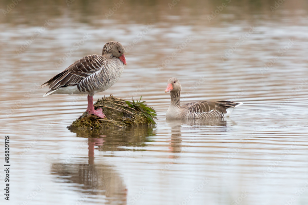 Anser fabalis, Bean Goose, Lower rhine family Anser fabalis, Bean Goose, Lower rhine family