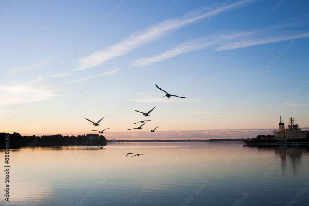 seagulls hovering over the harbour at the sunrise seagulls hovering over the harbour at the sunrise