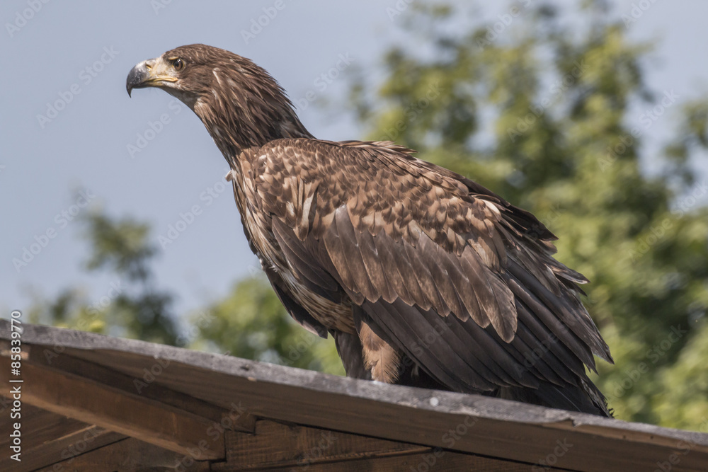 Fototapeta premium Seeadler (Haliaeetus albicilla)