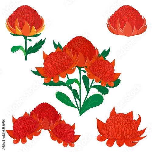 Fototapeta Naklejka Na Ścianę i Meble -  Waratah or Telopea, Australian native bush flower. Set of variou